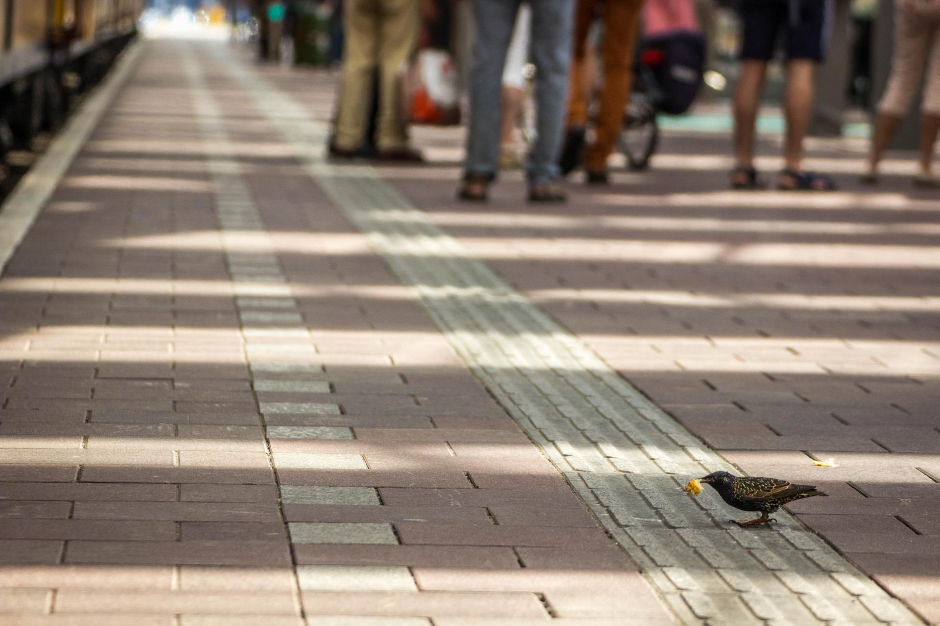 Starlings at Rotterdam Central Station, Rotterdam