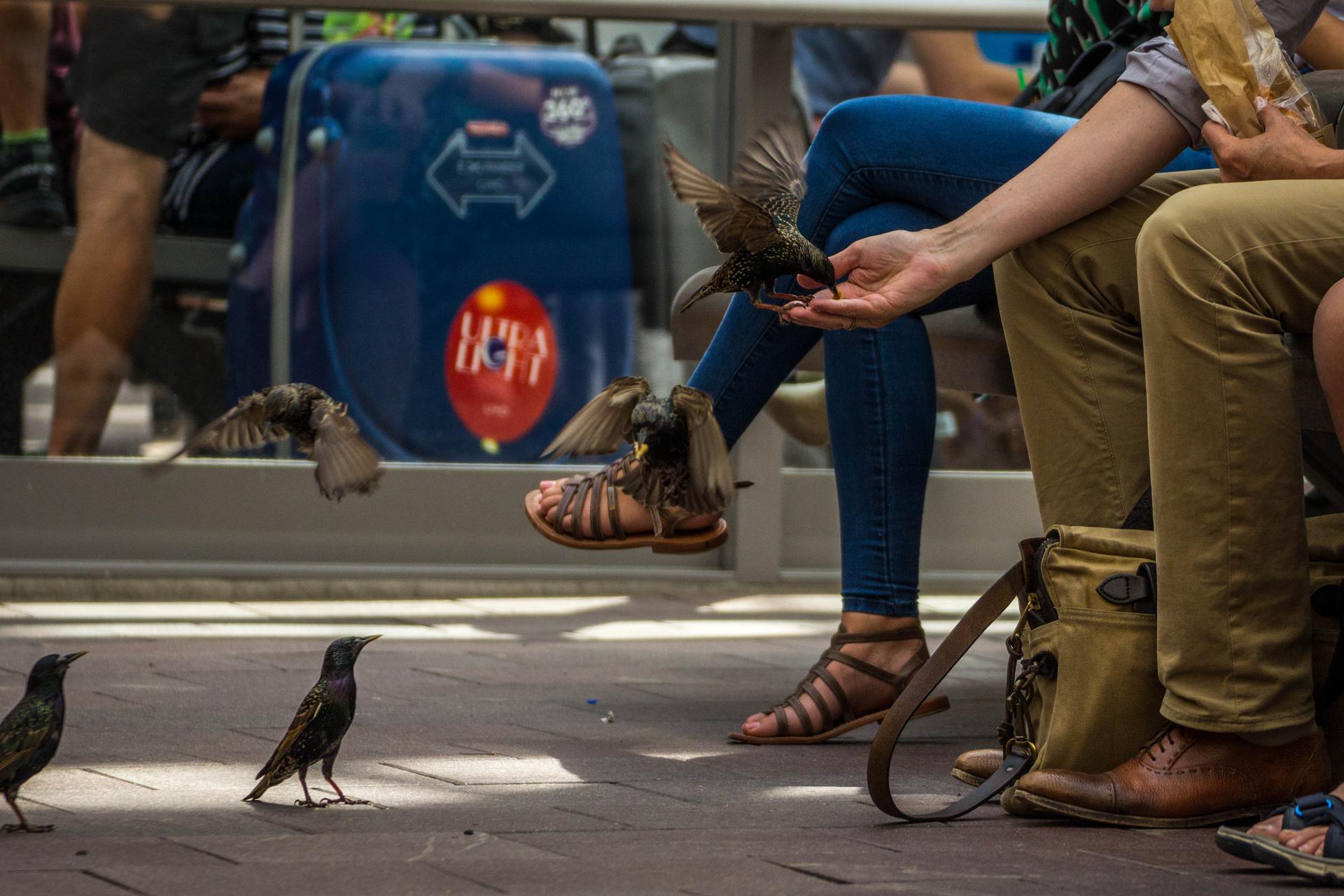 Starlings at Rotterdam Central Station, Rotterdam