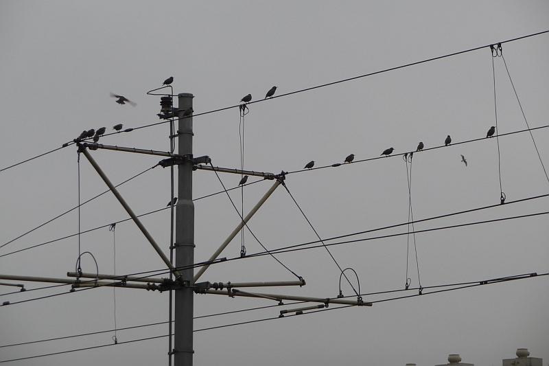 Starlings at Rotterdam Central Station, Rotterdam