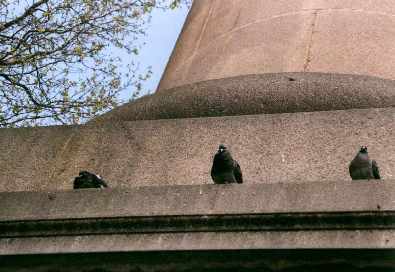 City pigeons, Rotterdam
