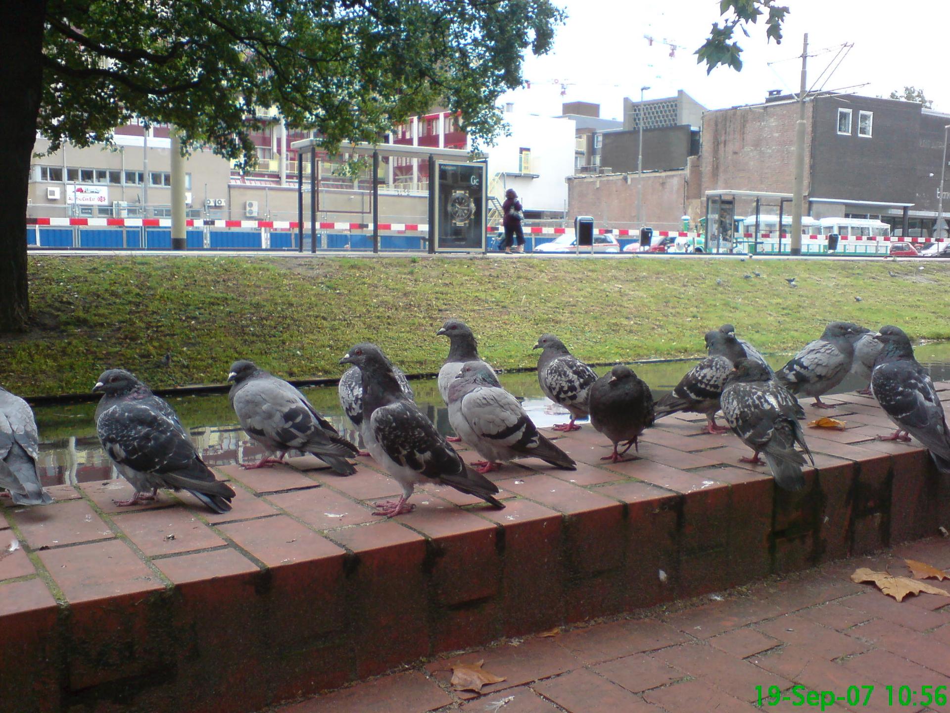City pigeons, Rotterdam