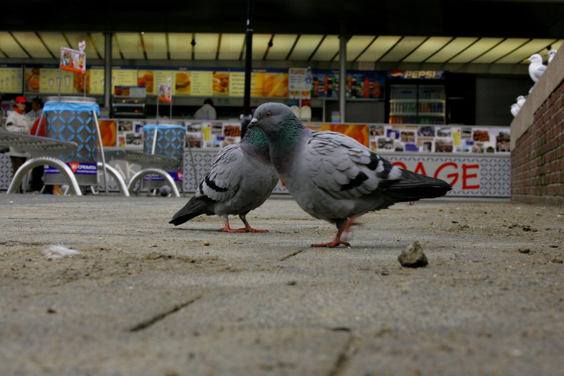 City pigeons, Rotterdam