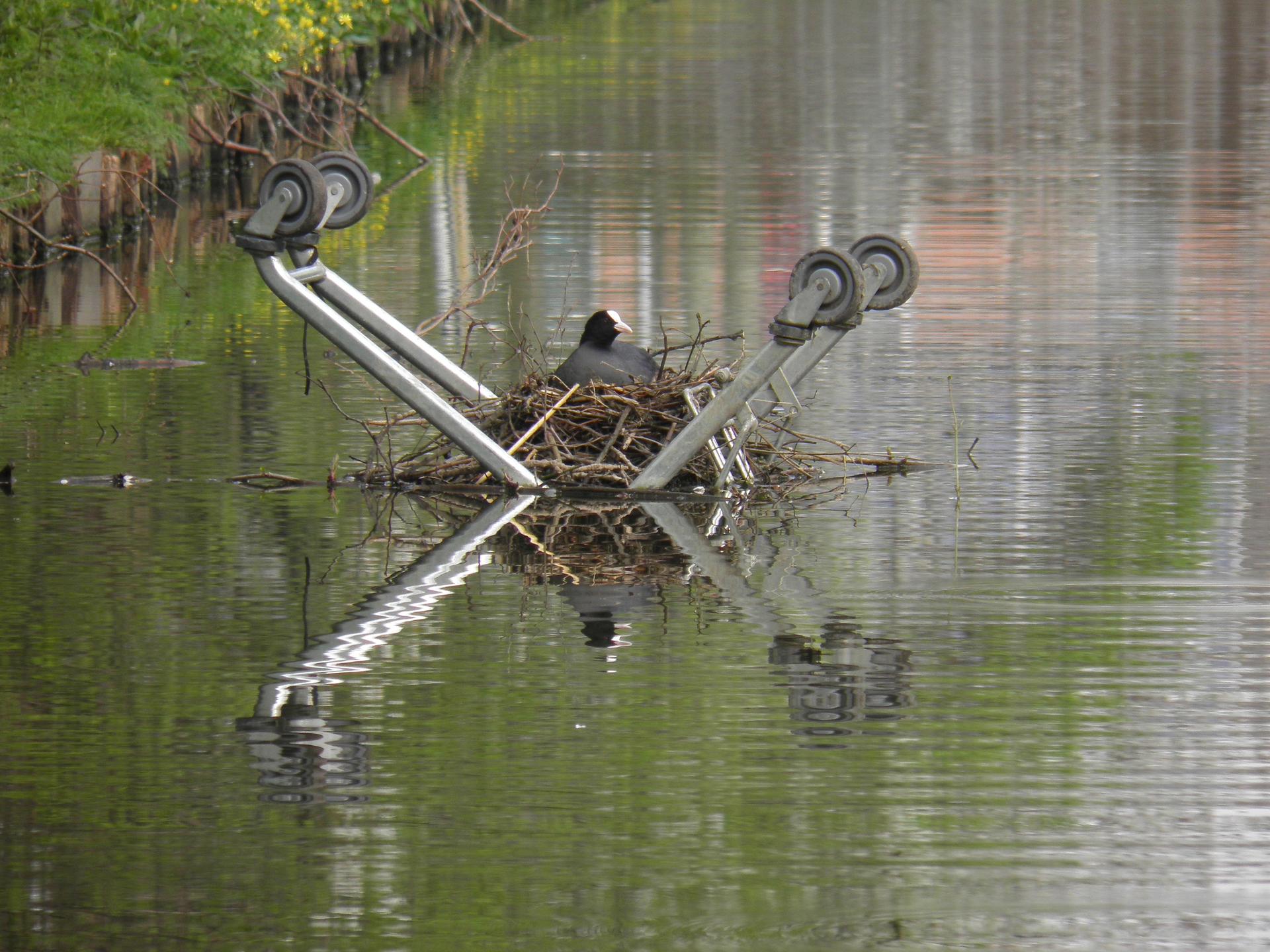 Coot nests, Rotterdam