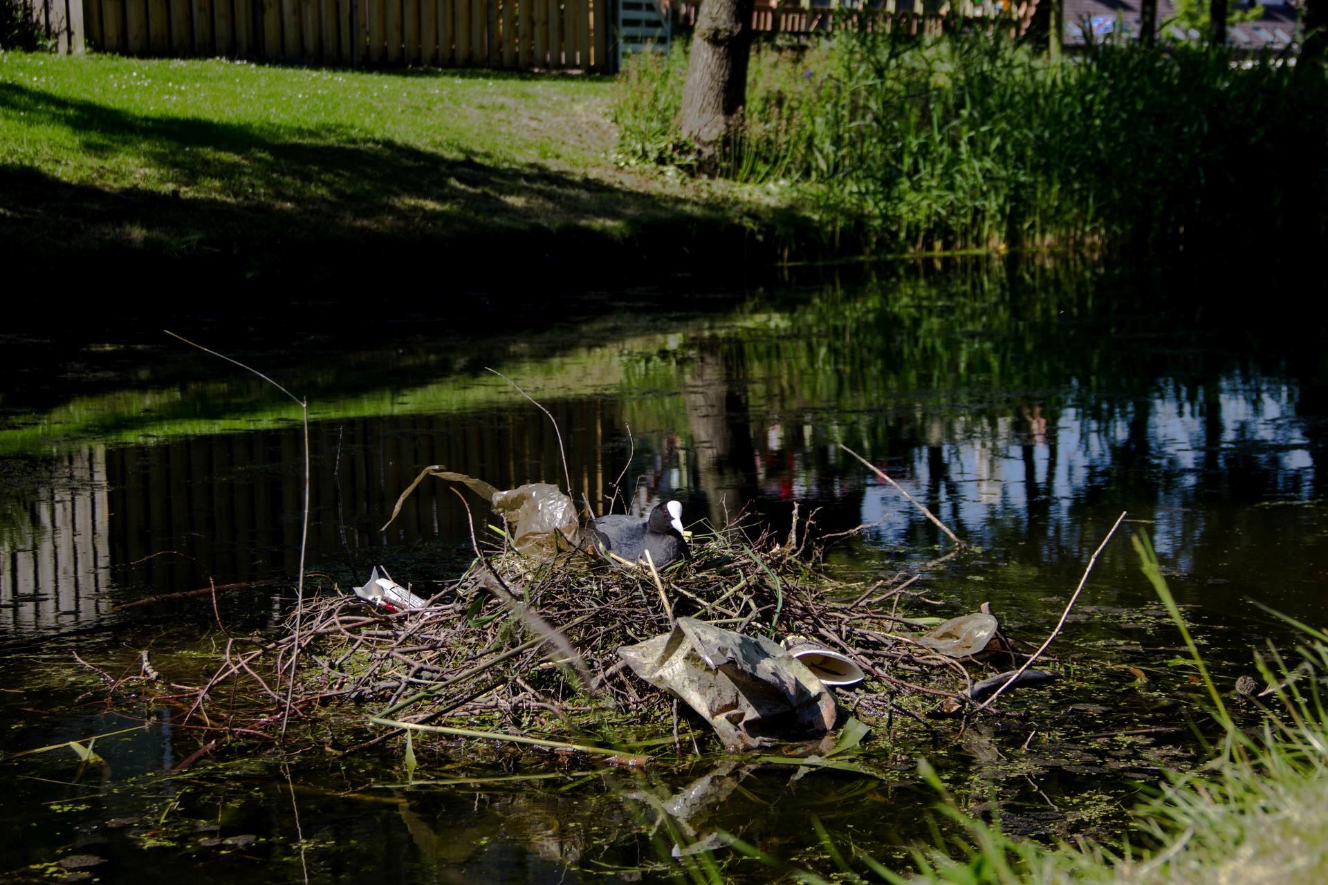 Coot nests, Rotterdam