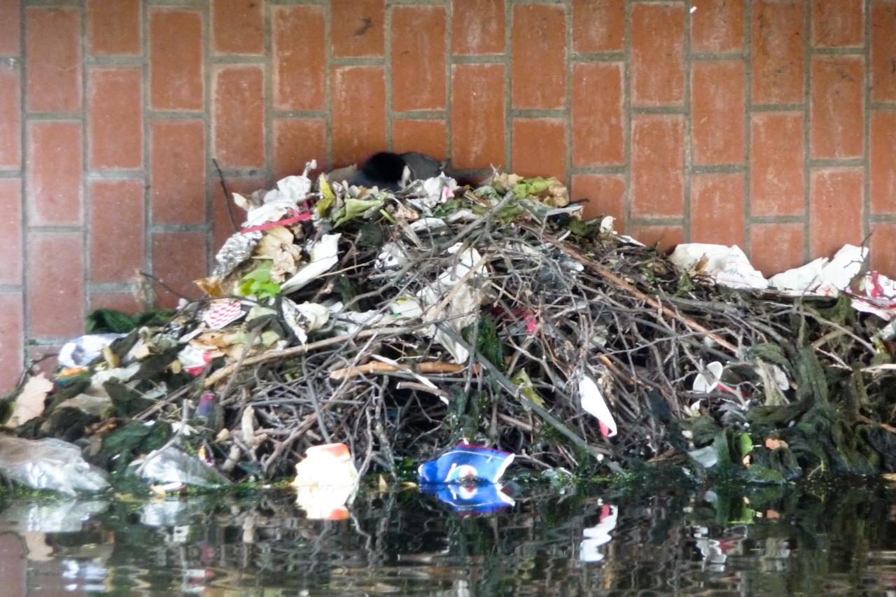 Coot nests, Rotterdam