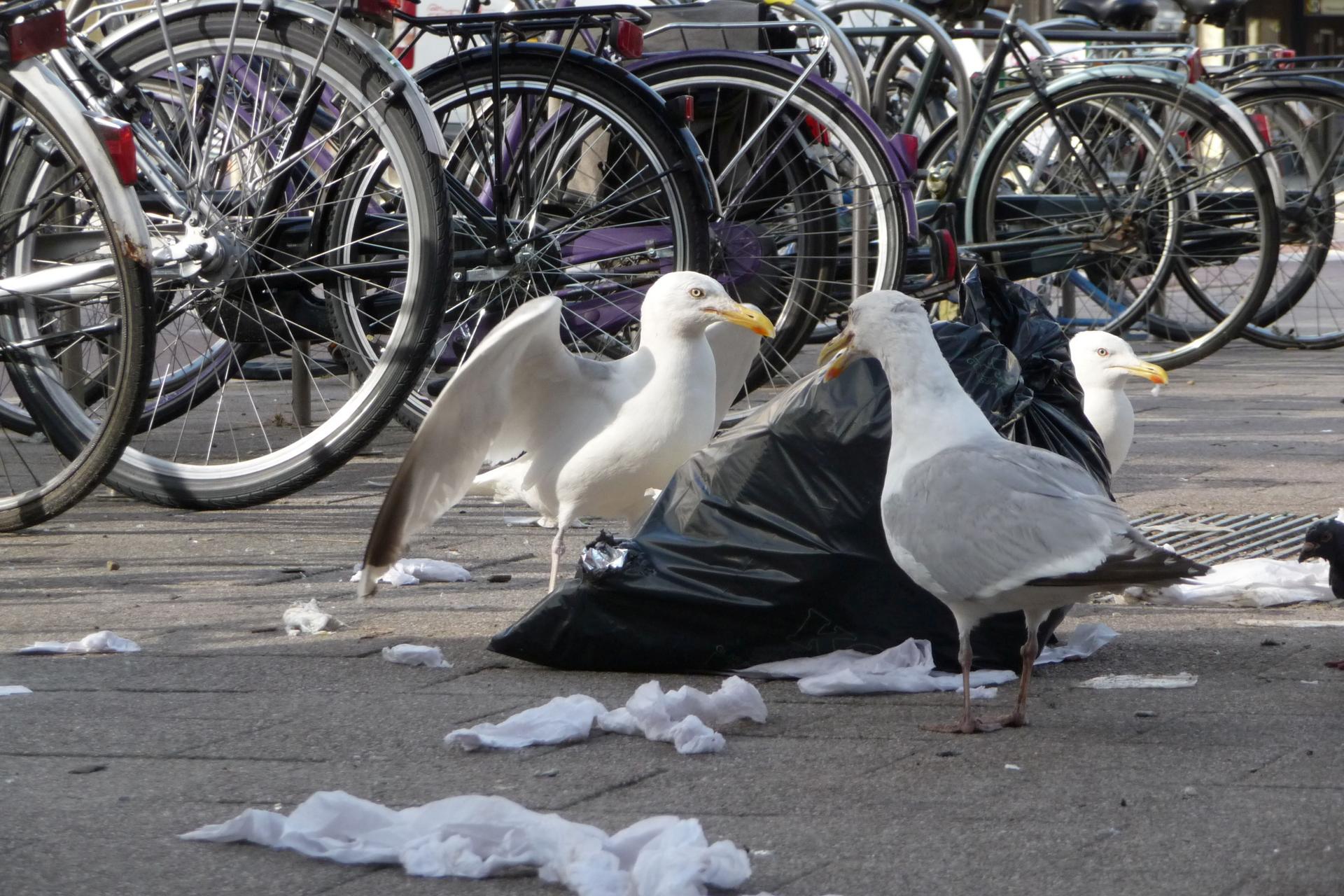 Chips Seagulls, Rotterdam