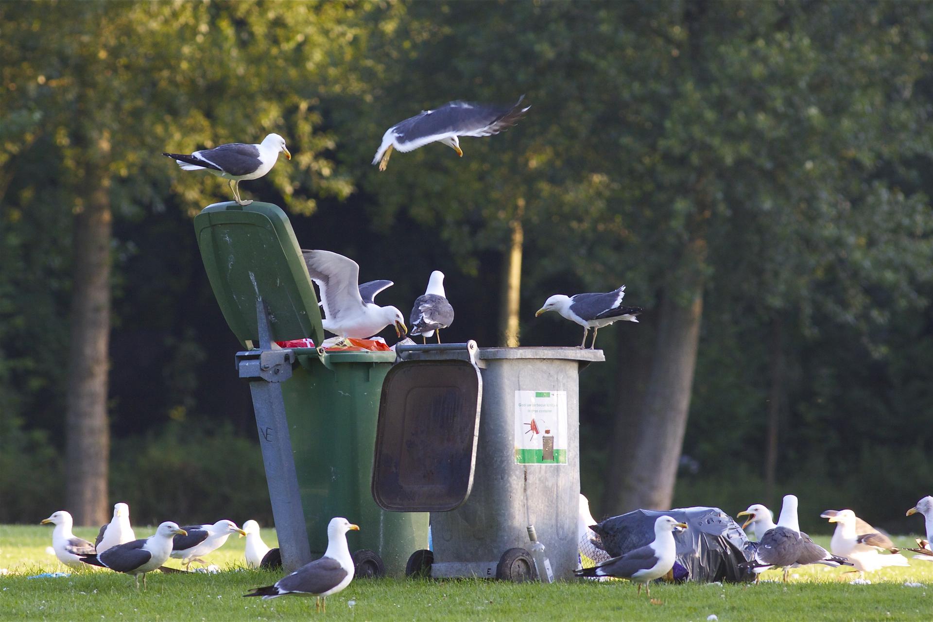 Chips Seagulls, Rotterdam