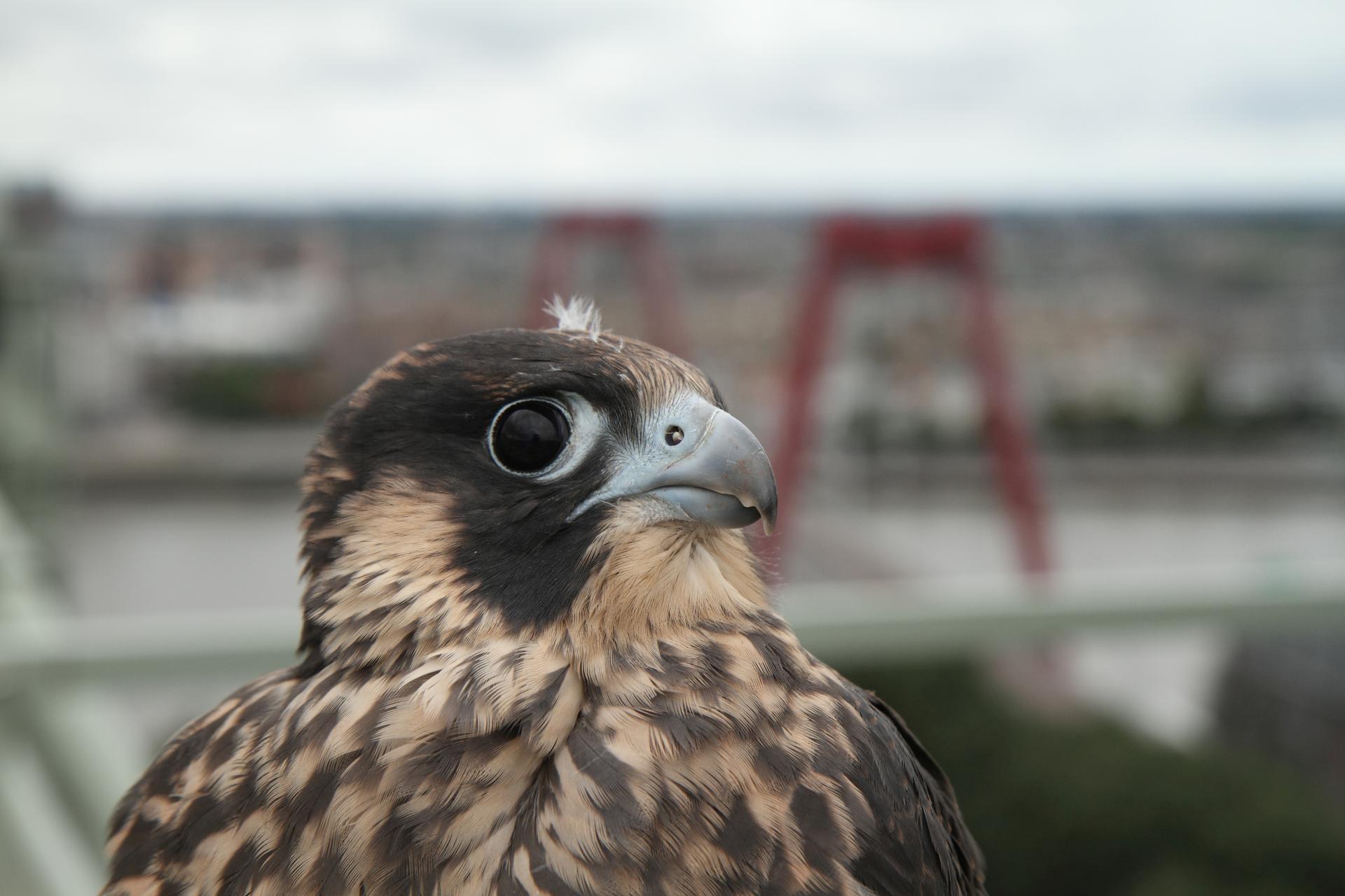 Peregrine falcon at the hospital, Rotterdam