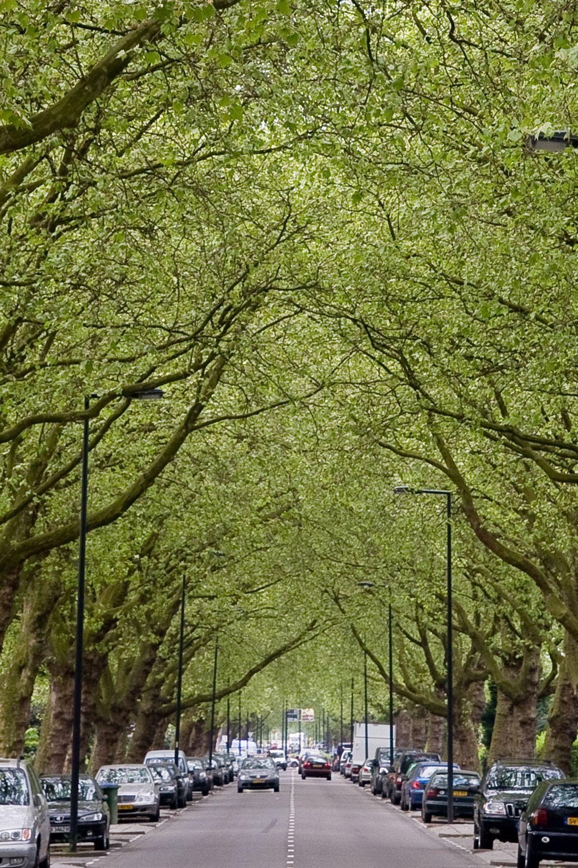 Plane tree as a city tree, Rotterdam
