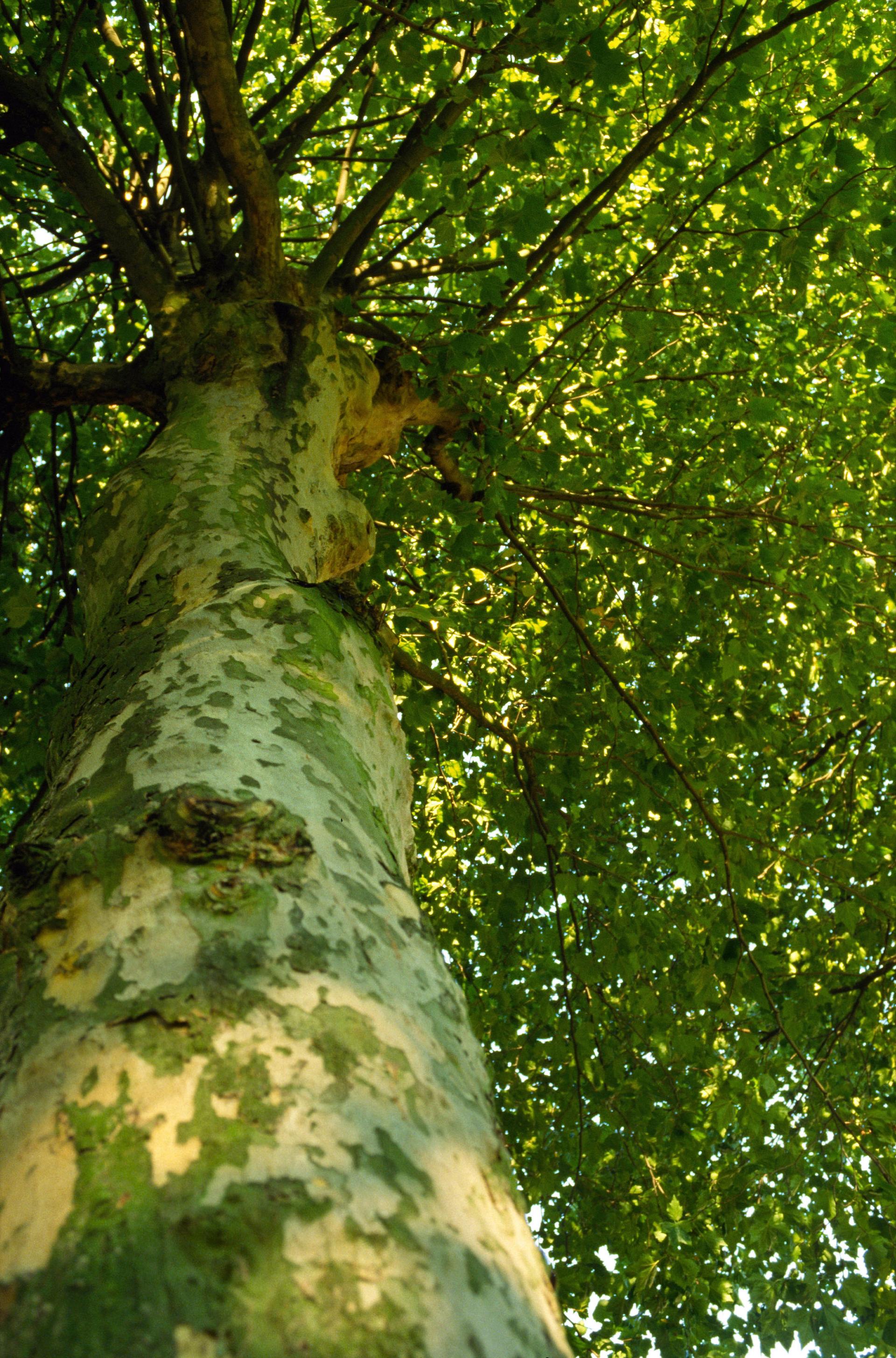Plane tree as a city tree, Rotterdam