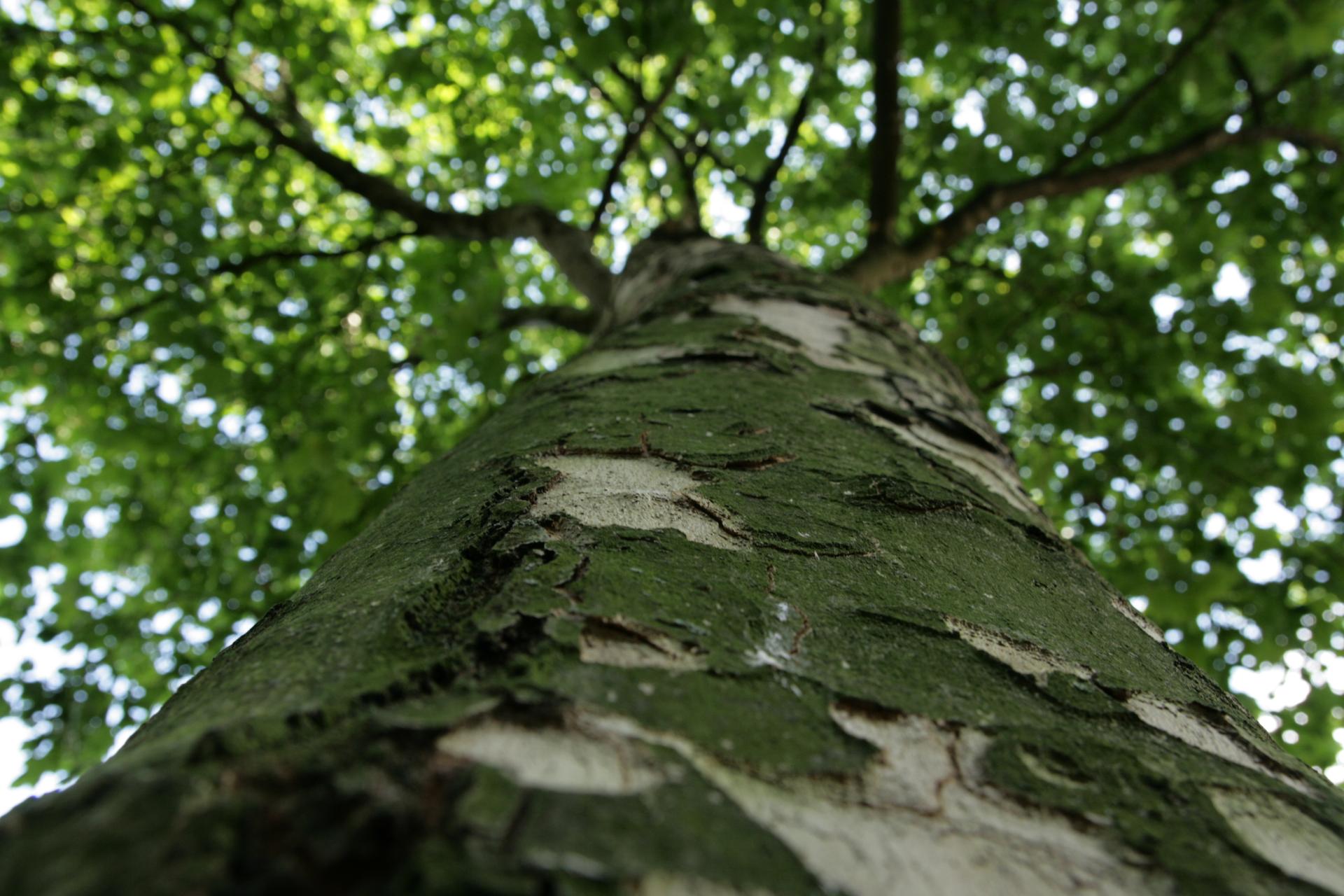 Plane tree as a city tree, Rotterdam