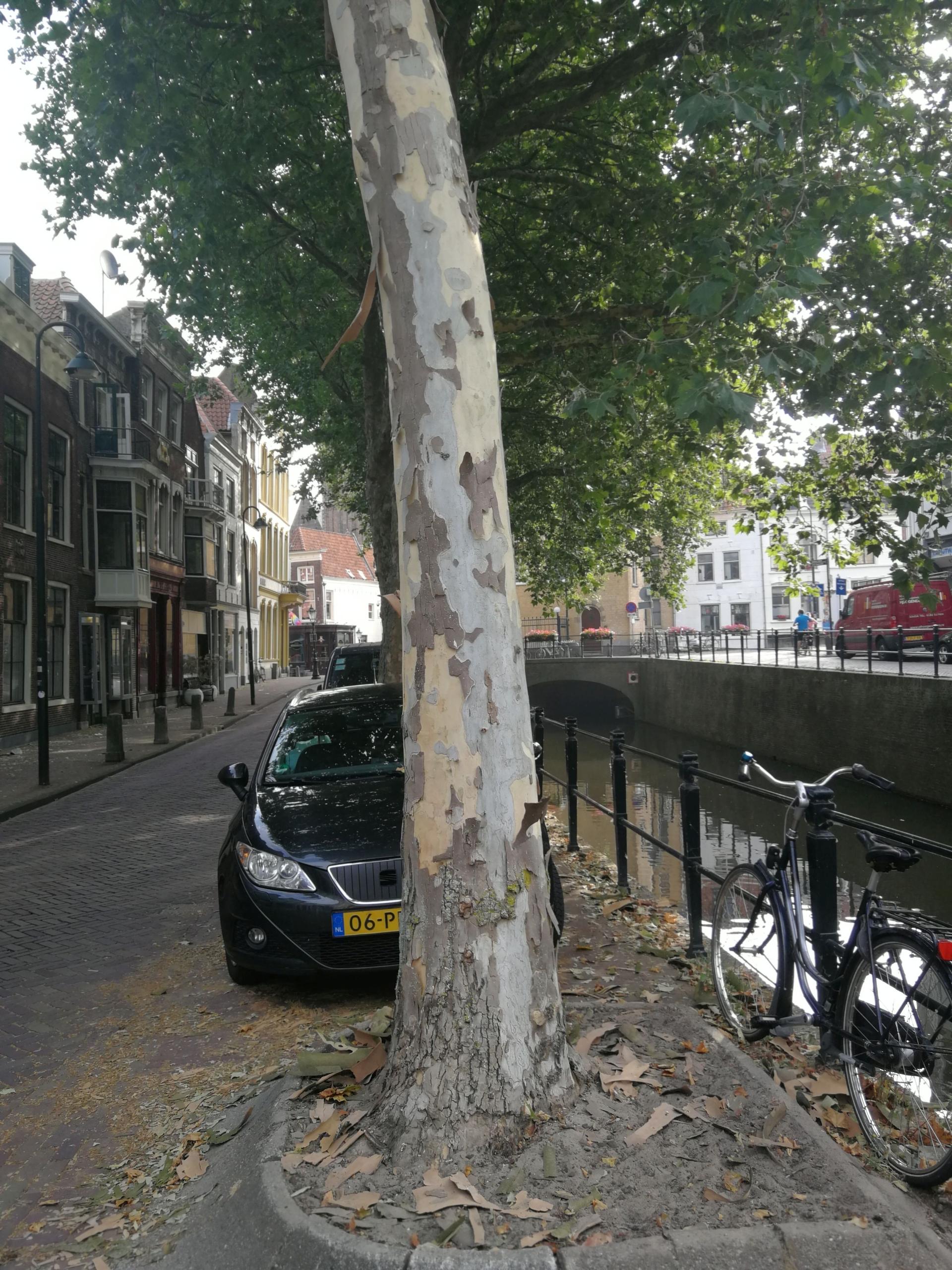 Plane tree as a city tree, Rotterdam