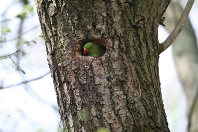 Attractive nesting cavity, Rotterdam