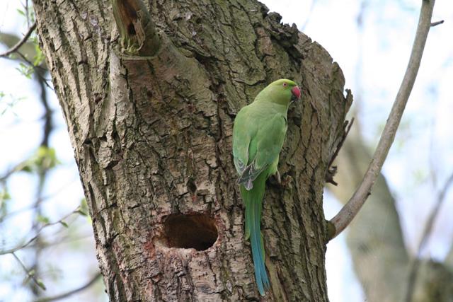 Attractive nesting cavity, Rotterdam